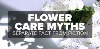 FM4-Bold—Flower-Care-Myths—Blog