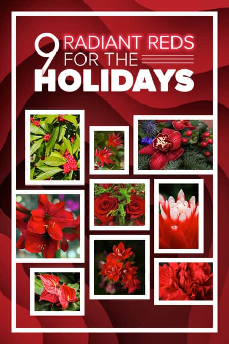 radiant red flowers for the holidays